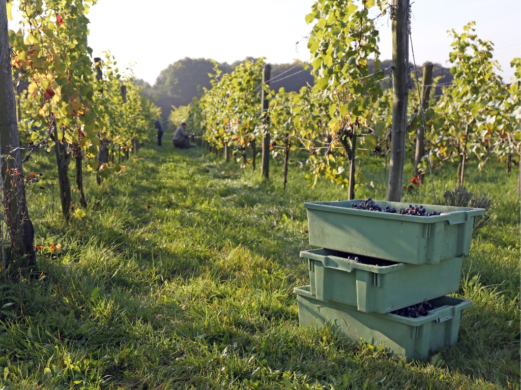Kunststof kratten voor de AGF-sector – hygiënisch en efficiënt werken